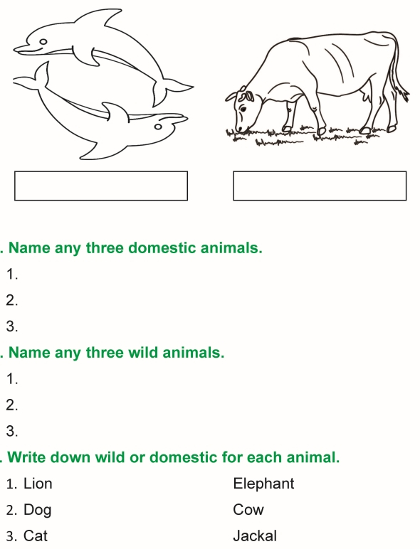 Grade 1 Science Lesson 3 The Animal Kingdom Primary Science