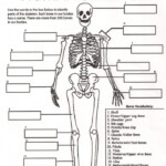 Human Skeletal System Worksheets 99Worksheets