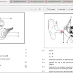 Nervous Co ordination Questions On The Ear Grade 12 Life Science YouTube