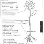 Parts Of A Plant Science Worksheets 1st Grade Science First Grade