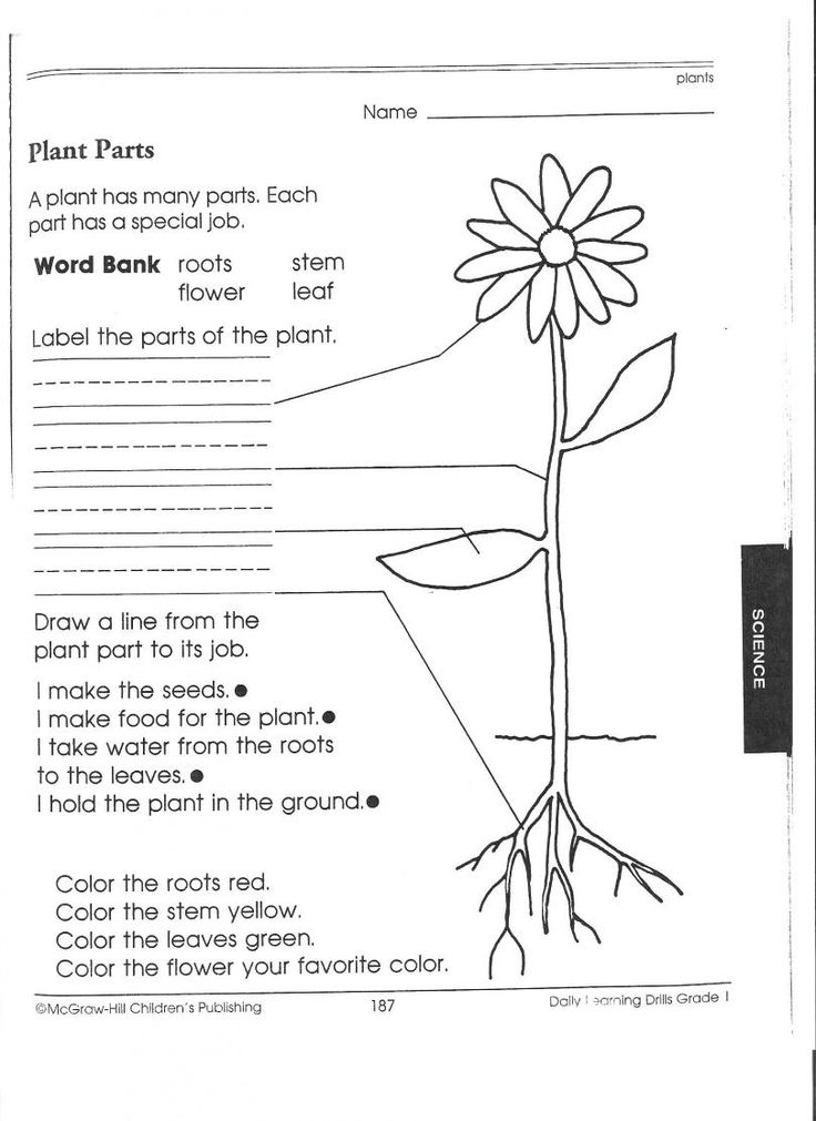 Parts Of A Plant Science Worksheets 1st Grade Science First Grade 