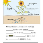 Photosynthesis Online Activity For Grade 3