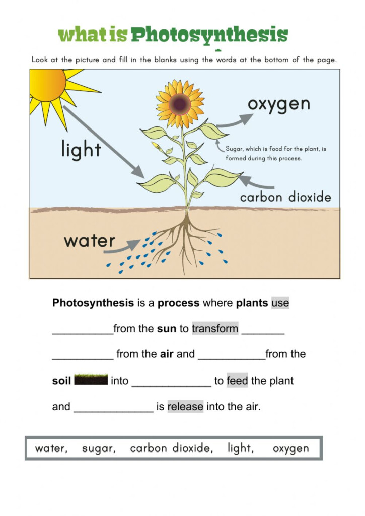 Photosynthesis Online Activity For Grade 3