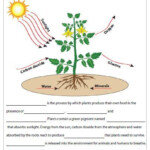 Photosynthesis Worksheets For 3Rd Grade Kamberlawgroup