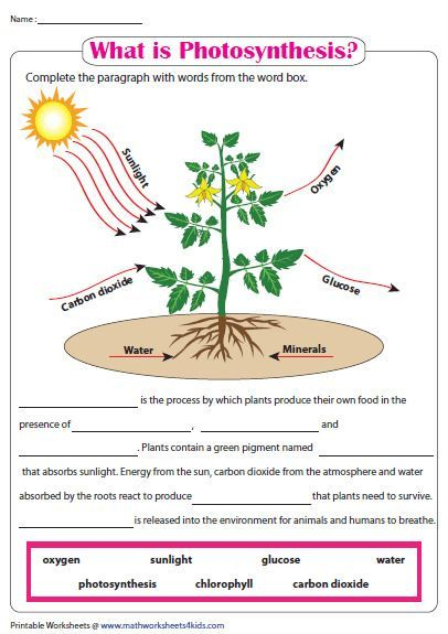 Photosynthesis Worksheets For 3Rd Grade Kamberlawgroup