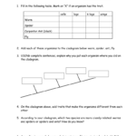 Phylogenetic Tree Practice Worksheets With Answers