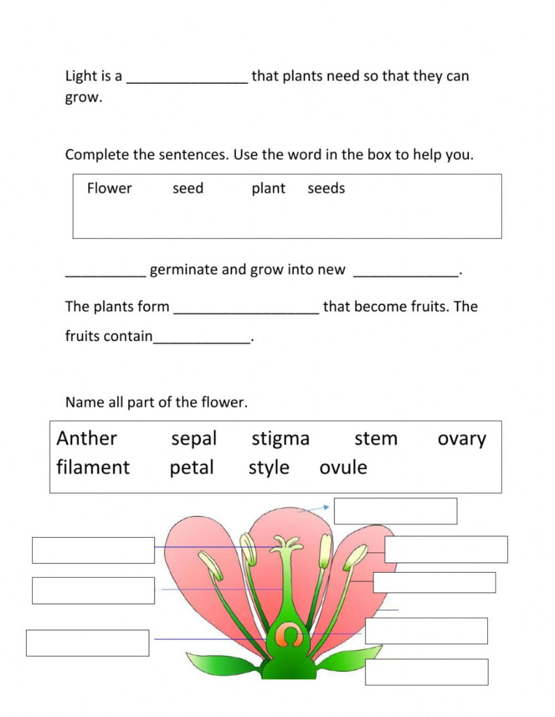 Science Review Grade 4 Worksheet Grade 4 Science Worksheets Pdf 