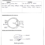 Science Worksheets For Grade 5 Light And Shadow Db Excelcom Birla