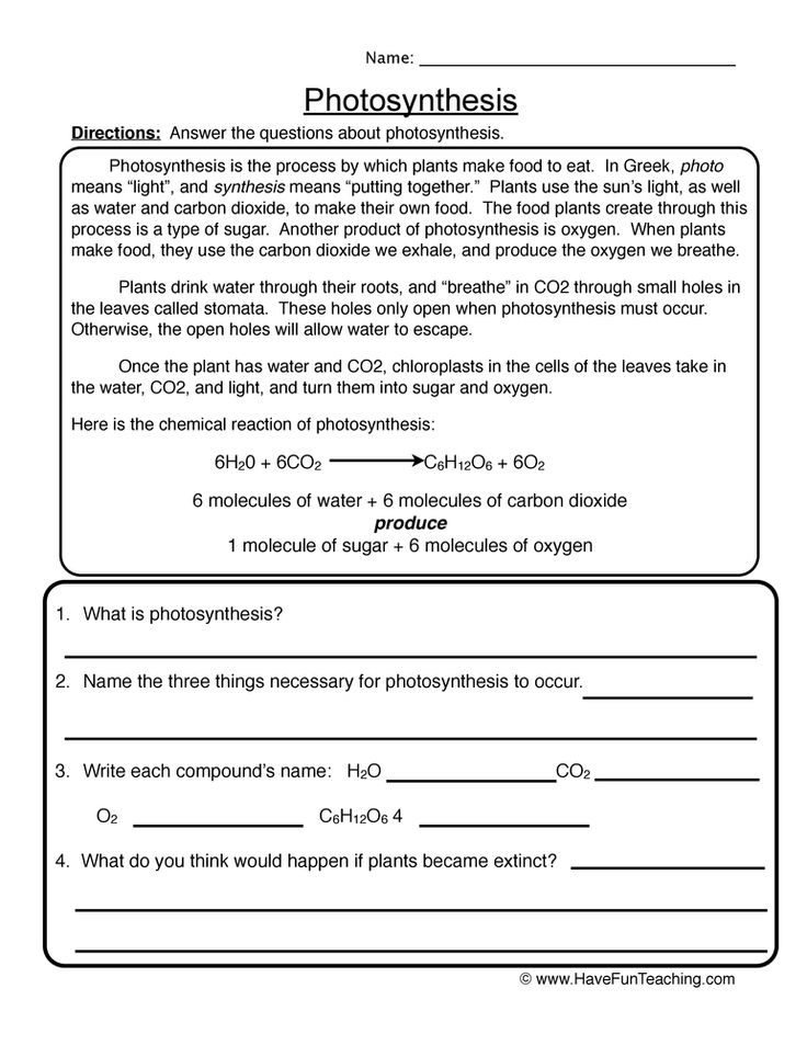 photosynthesis worksheet 7th grade answers