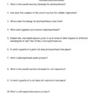 Teach Child How To Read 7th Grade Science Photosynthesis Worksheet Answers