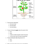 Teach Child How To Read Science Worksheets For Grade 5 Plants Genius