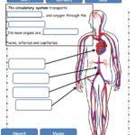 The Circulatory System Worksheet Answers Richinspire