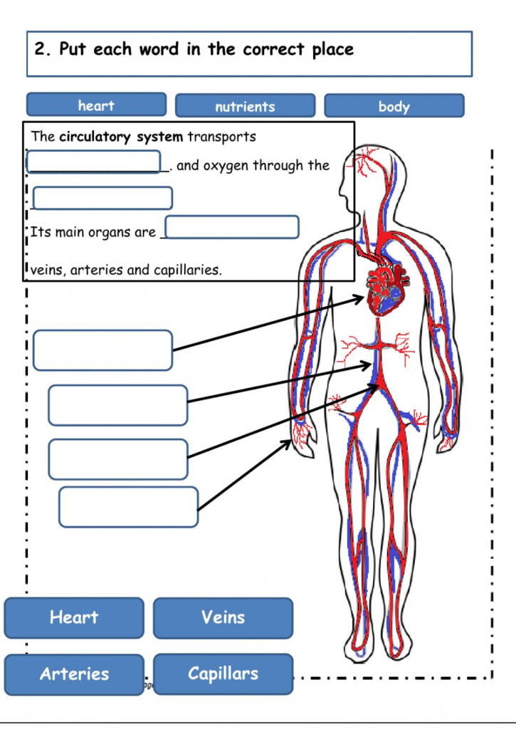 The Circulatory System Worksheet Answers Richinspire