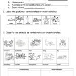 Vertebrates And Invertebrates Online Worksheet For 2nd