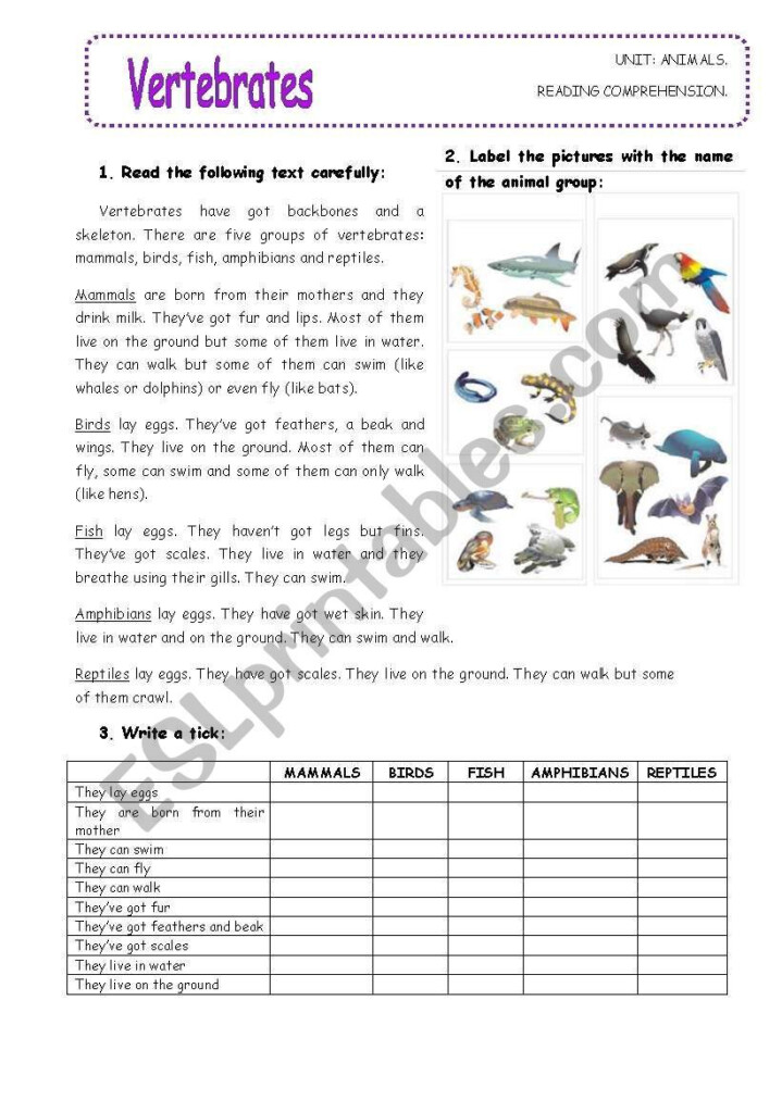 Vertebrates ESL Worksheet By Raquellera English Stories For Kids 