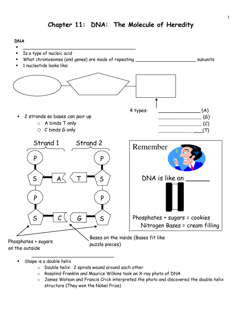 12 DNA The Molecule Of Heredity Worksheet Answer Key Worksheeto