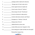 14 Cell Organelle Riddles Worksheet Answers Free PDF At Worksheeto