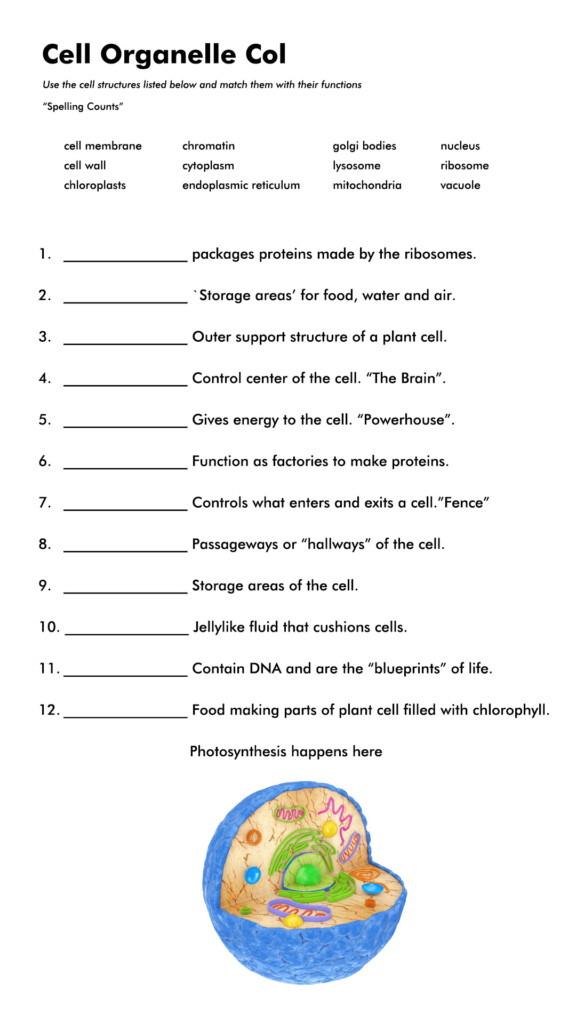 14 Cell Organelle Riddles Worksheet Answers Free PDF At Worksheeto