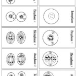 16 Steps Of Meiosis Worksheet Answers Worksheeto