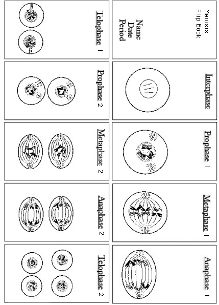 16 Steps Of Meiosis Worksheet Answers Worksheeto