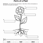 1st Grade Plant Labeling Worksheet