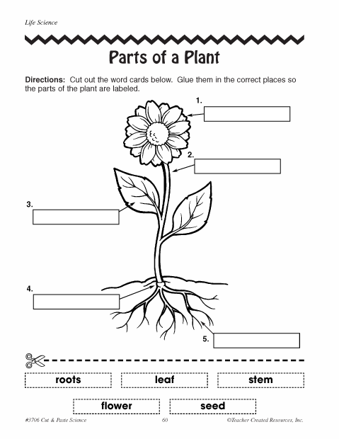 1st Grade Plant Labeling Worksheet