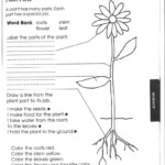 1st Grade Science Worksheets