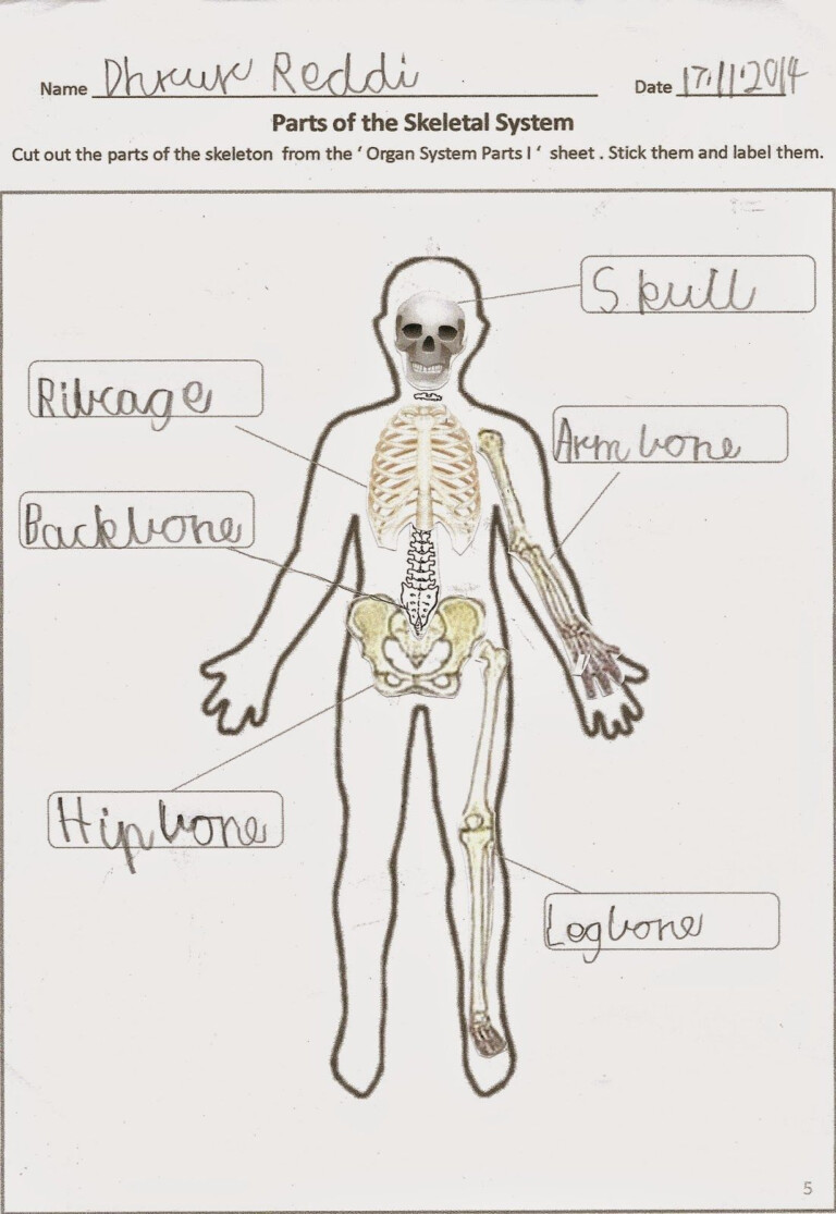 Science Worksheets For Grade 2 Human Body - Scienceworksheets.net