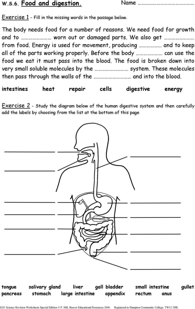 6th Grade Science Worksheet Pdf