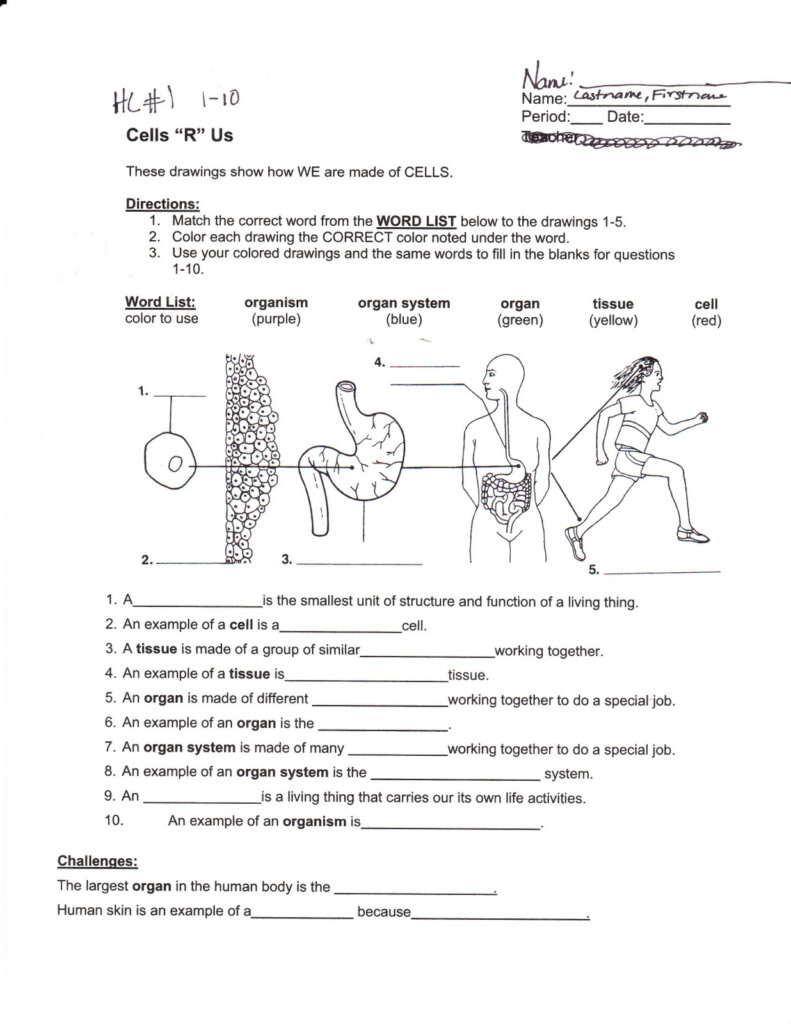 6th Grade Science Worksheets With Answer Key Pdf Key Worksheet