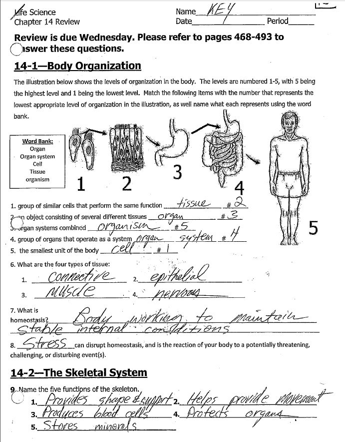 7th Grade Life Science Worksheets Pdf