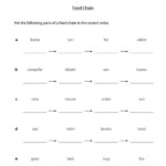 8 4th Grade Science Food Chain Worksheet Worksheeto