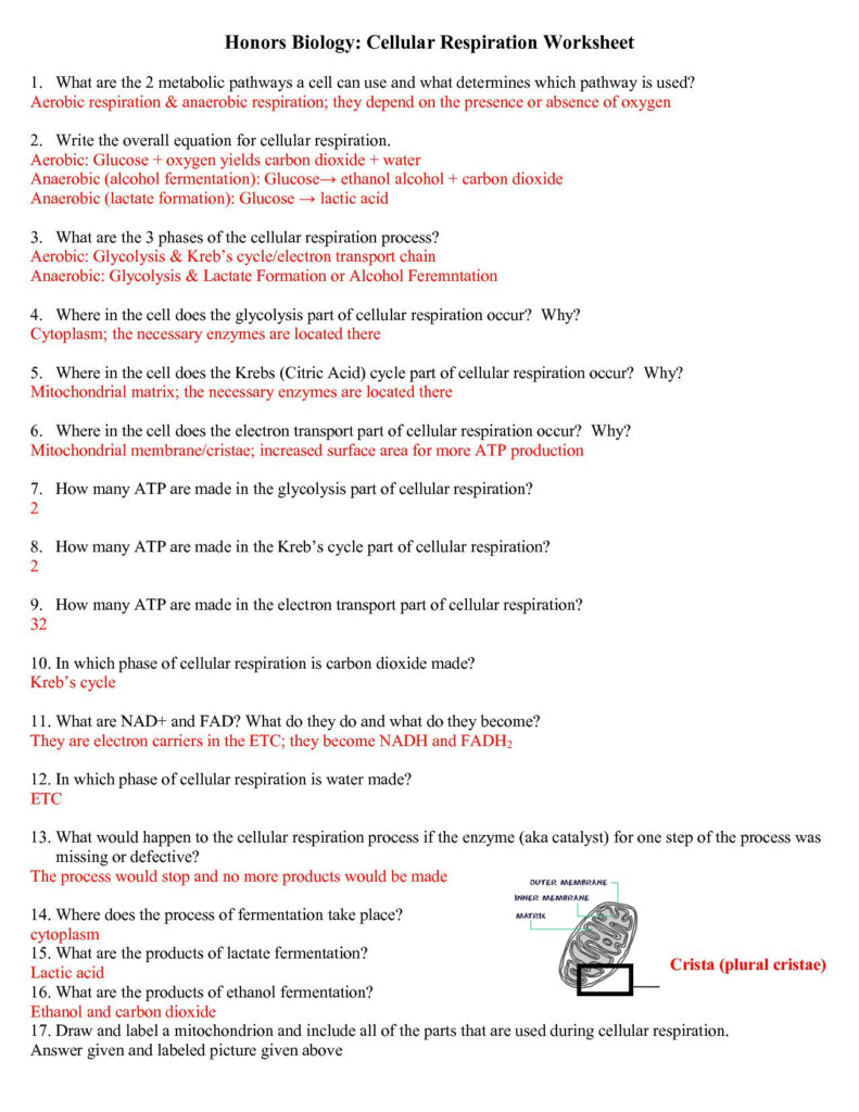 Amoeba Sisters Nature Of Science Worksheet Answers