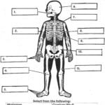 Anatomy For 2nd Grade Worksheet