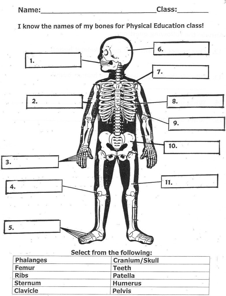 Anatomy For 2nd Grade Worksheet