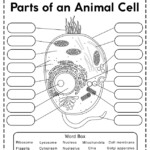 Animal Cell Worksheets Free Printable