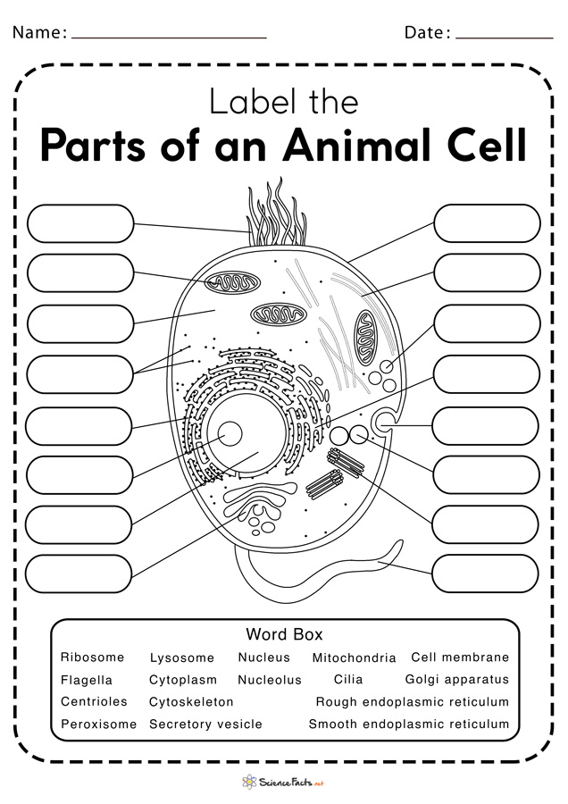 Animal Cell Worksheets Free Printable