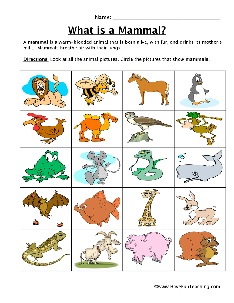 Animal Worksheet Have Fun Teaching