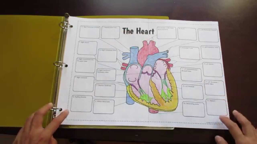Big Heart Foldable By Tangstar Science YouTube