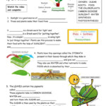 Bioman Photosynthesis Interactive Worksheet Answers