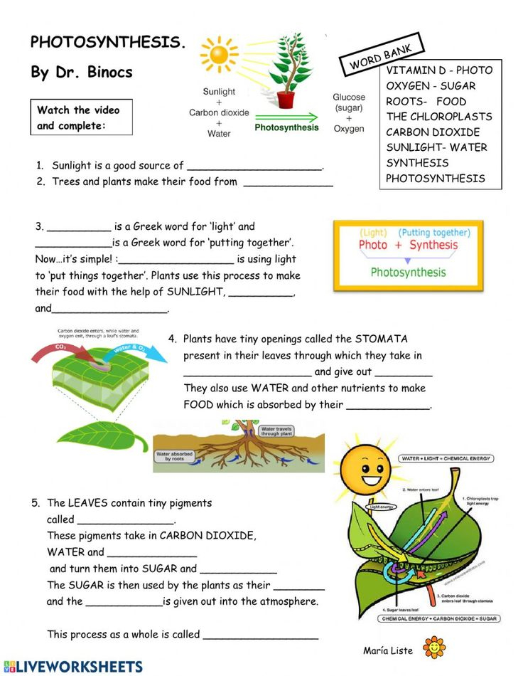 Bioman Photosynthesis Interactive Worksheet Answers