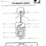 Carson Dellosa Worksheets Answers