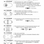 Cell Division Worksheets Answer Key