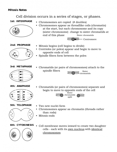 Cell Division Worksheets Answer Key