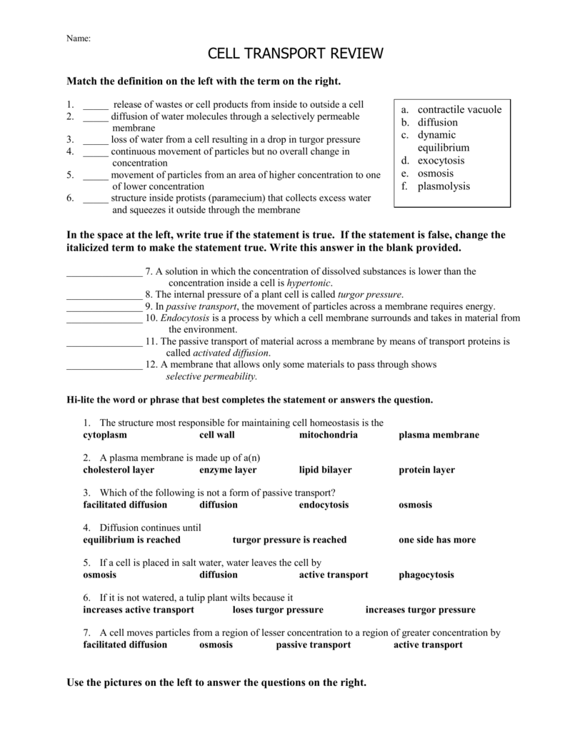 Cell Membrane Transport Worksheet Answers