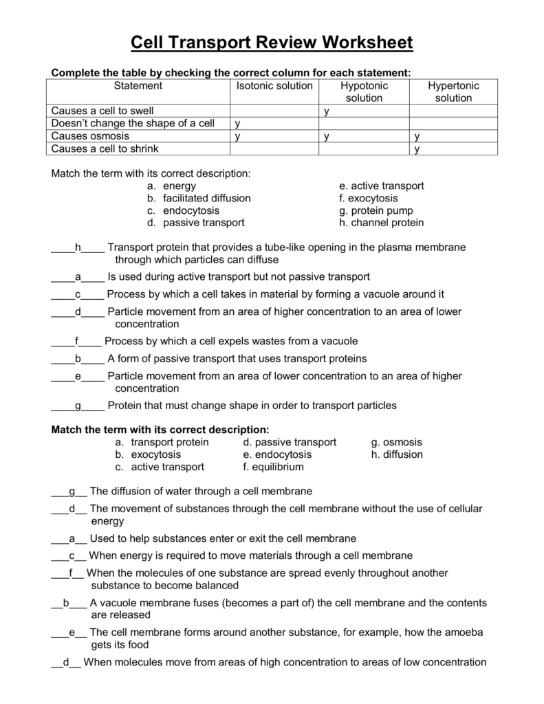 Cell Transport Worksheet Biology Answers