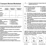 Cell Transport Worksheet Biology Answers