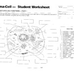 Cells Mrs Musto 7Th Grade Life Science Free Printable Cell