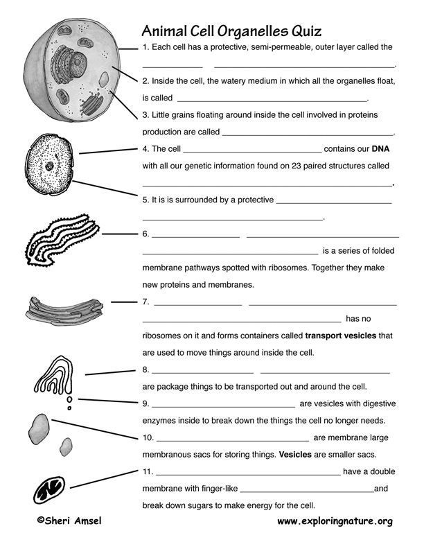 Characteristics Of Cells Worksheet