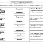 Characteristics Of Life Worksheet Answers